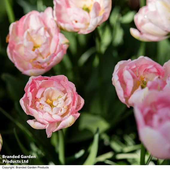 Tulip 'Finola'