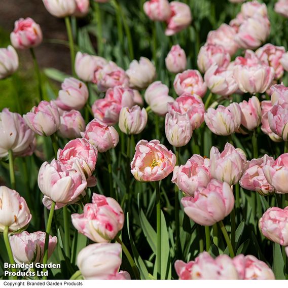 Tulip 'Finola'