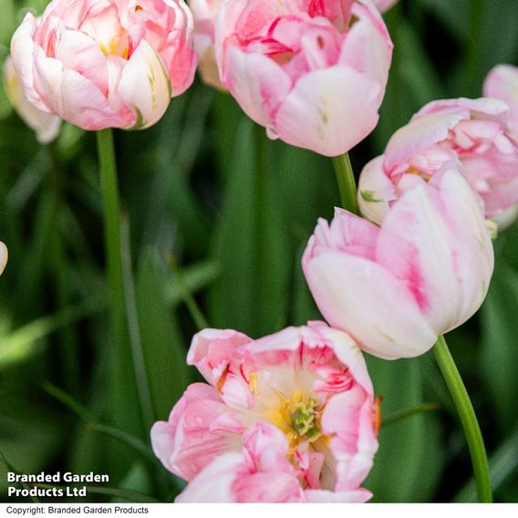 Tulip 'Finola'