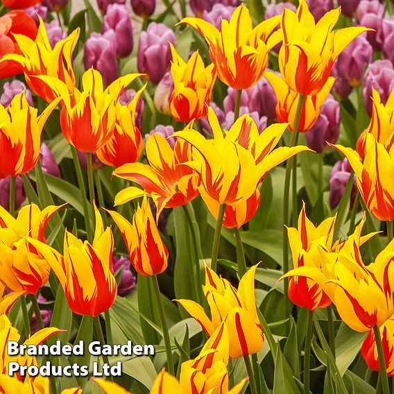 Tulip 'Fire Wings'