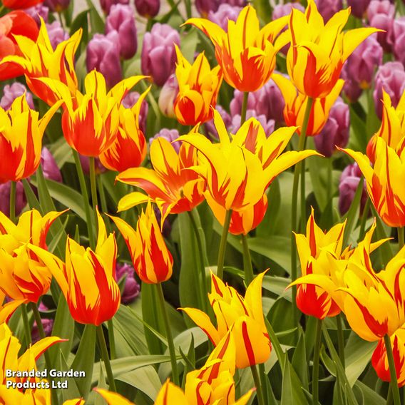 Tulip 'Fire Wings'