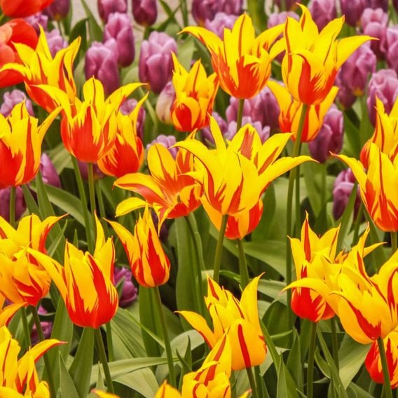 Tulip 'Fire Wings'