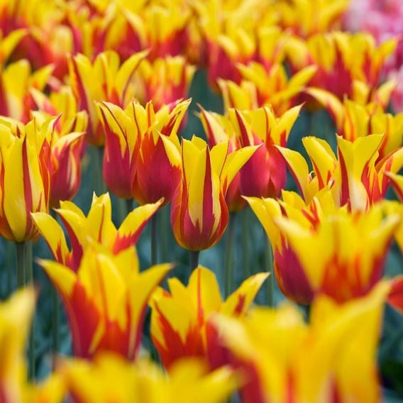 Tulip 'Fire Wings'