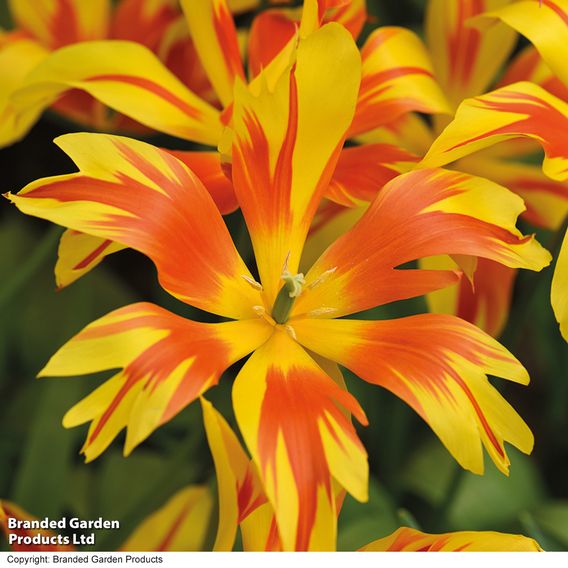 Tulip 'Fire Wings'