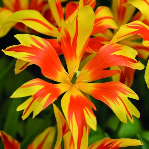 Tulip 'Fire Wings'