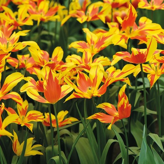 Tulip 'Fire Wings'