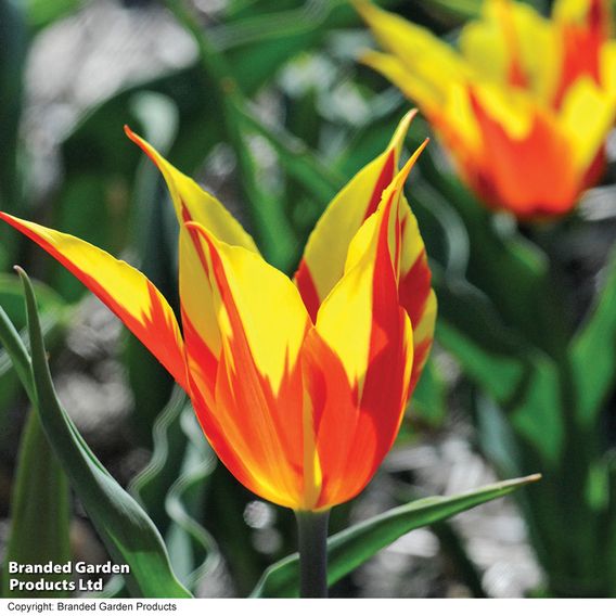 Tulip 'Fire Wings'
