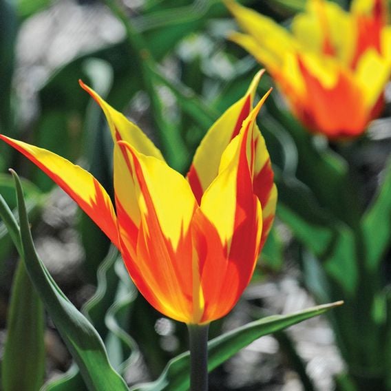 Tulip 'Fire Wings'