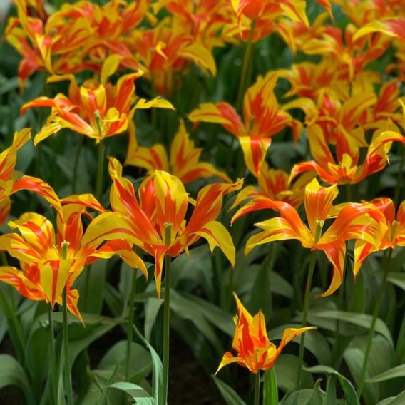 Tulip 'Fire Wings'