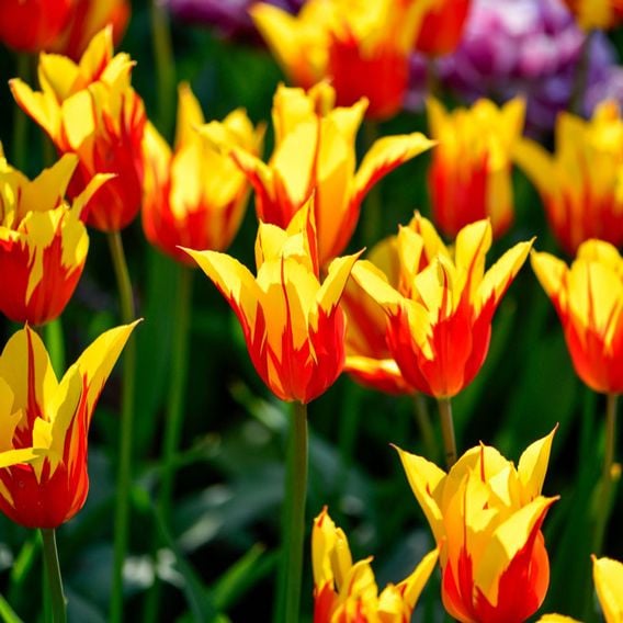 Tulip 'Fire Wings'