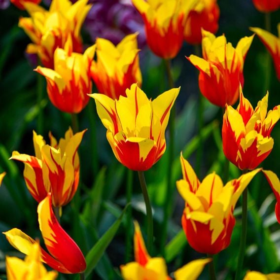 Tulip 'Fire Wings'