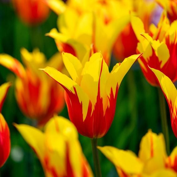Tulip 'Fire Wings'