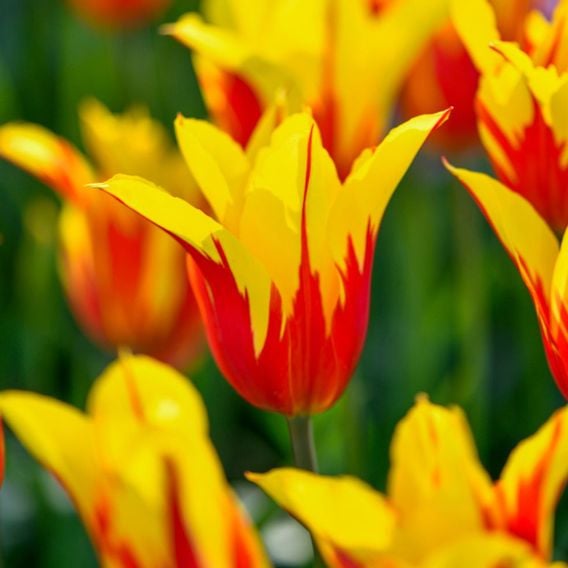 Tulip 'Fire Wings'