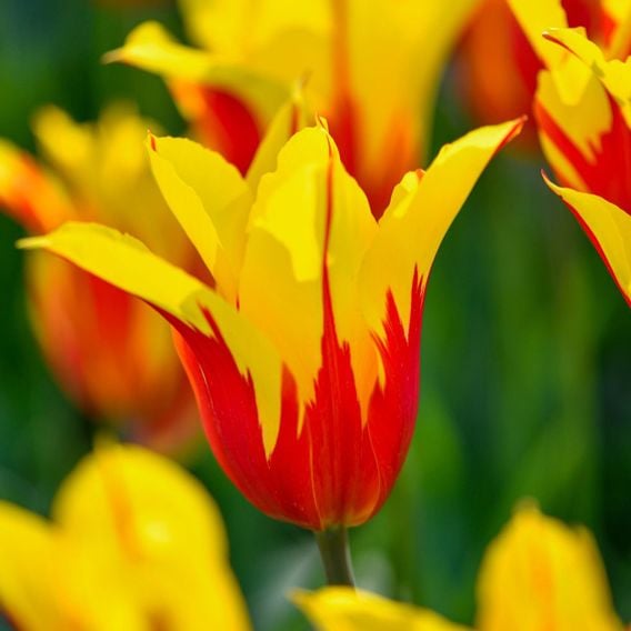 Tulip 'Fire Wings'
