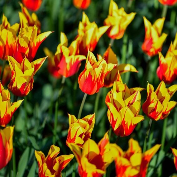 Tulip 'Fire Wings'