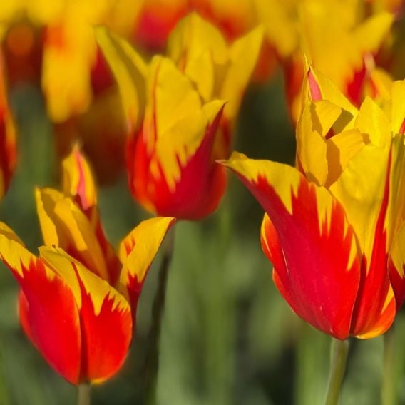 Tulip 'Fire Wings'