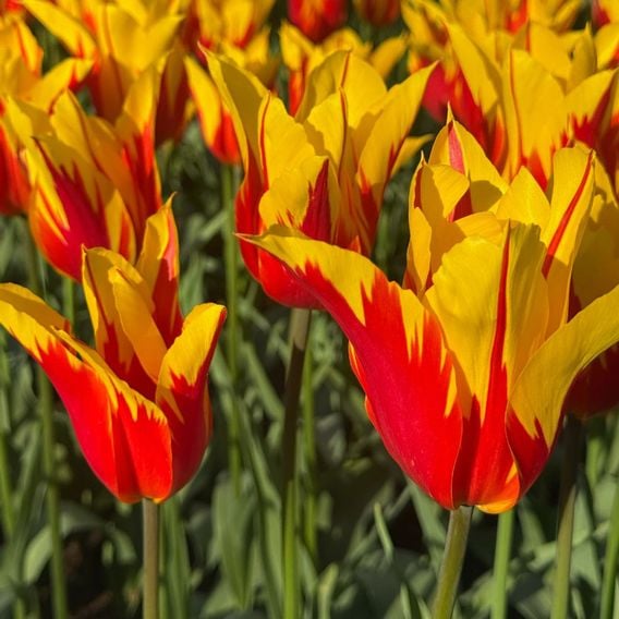 Tulip 'Fire Wings'