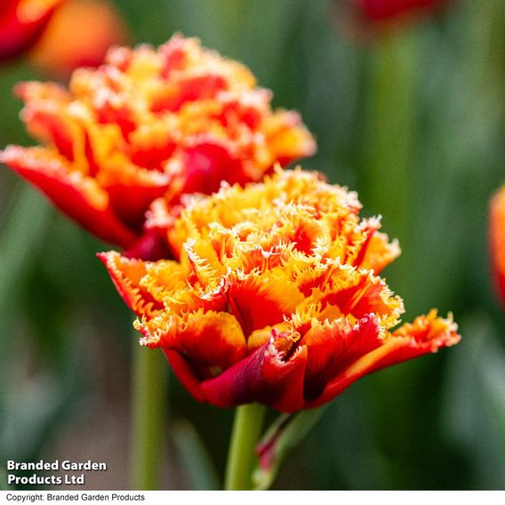 Tulip 'Flames of Passion'