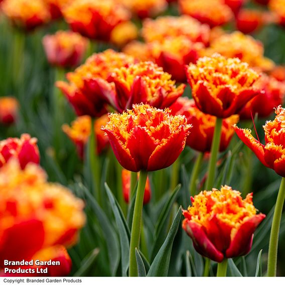 Tulip 'Flames of Passion'