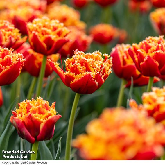 Tulip 'Flames of Passion'