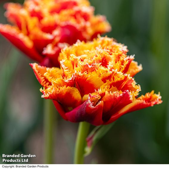 Tulip 'Flames of Passion'