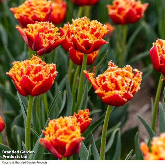 Tulip 'Flames of Passion'