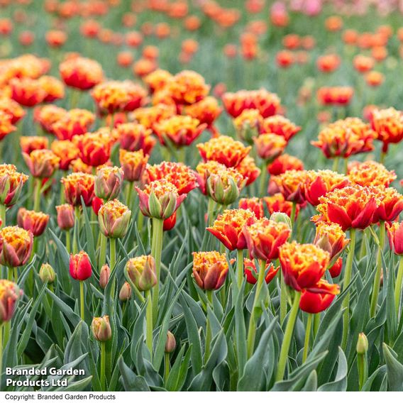 Tulip 'Flames of Passion'
