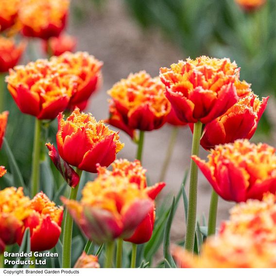 Tulip 'Flames of Passion'