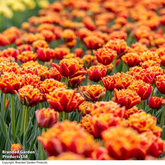 Tulip 'Flames of Passion'