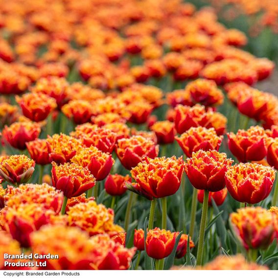 Tulip 'Flames of Passion'