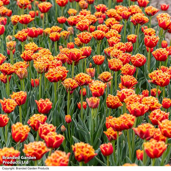 Tulip 'Flames of Passion'