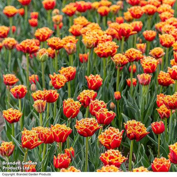 Tulip 'Flames of Passion'