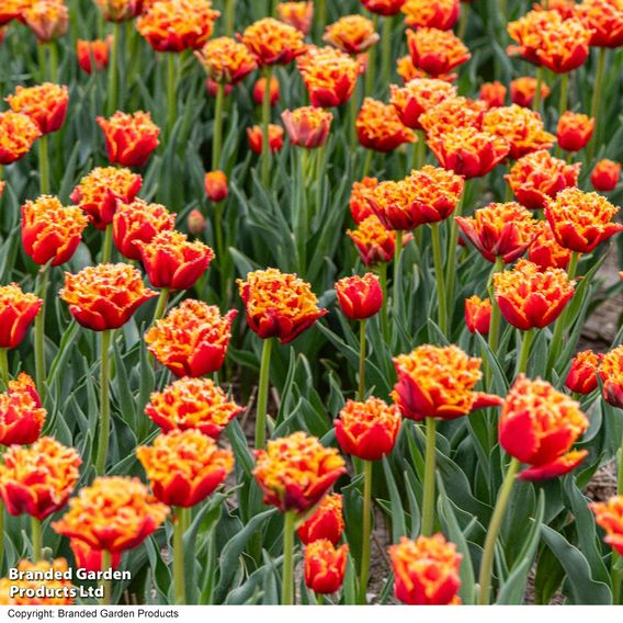 Tulip 'Flames of Passion'