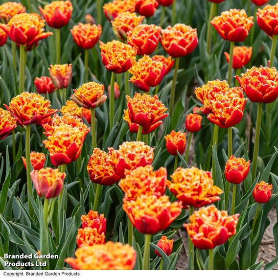 Tulip 'Flames of Passion'