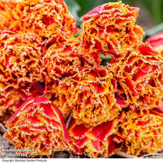 Tulip 'Flames of Passion'