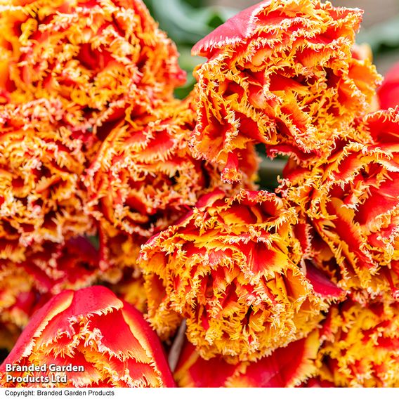 Tulip 'Flames of Passion'