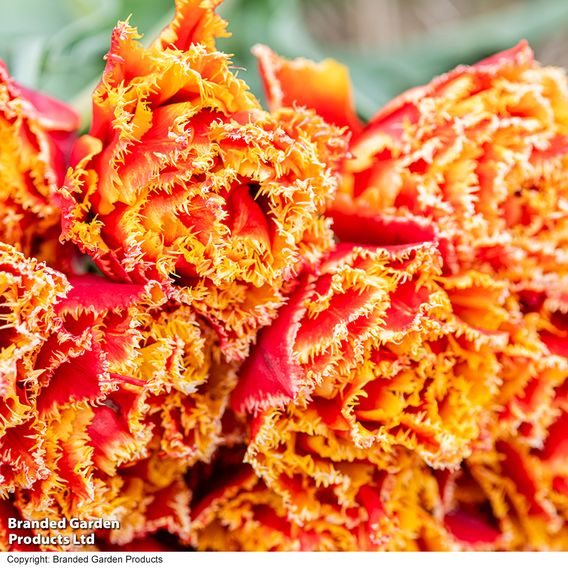 Tulip 'Flames of Passion'
