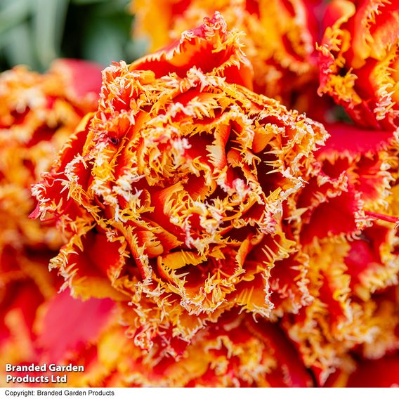 Tulip 'Flames of Passion'