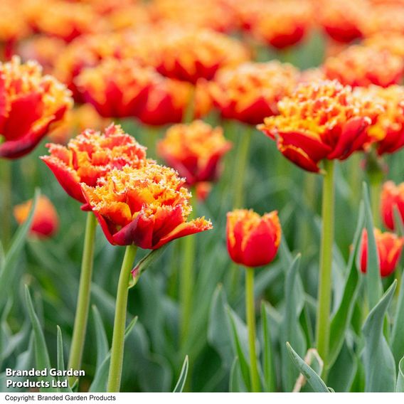 Tulip 'Flames of Passion'
