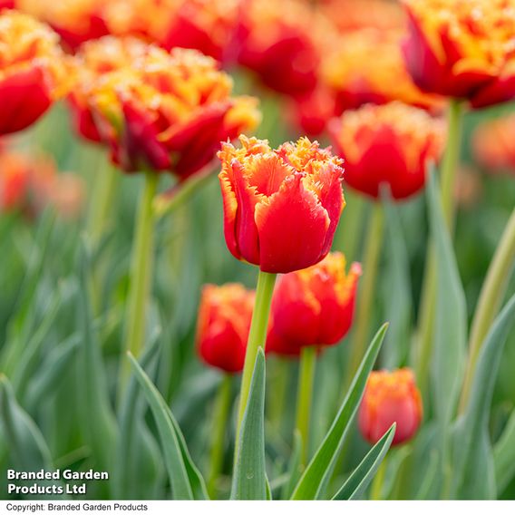 Tulip 'Flames of Passion'
