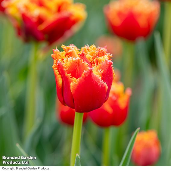 Tulip 'Flames of Passion'