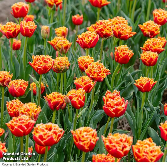 Tulip 'Flames of Passion'
