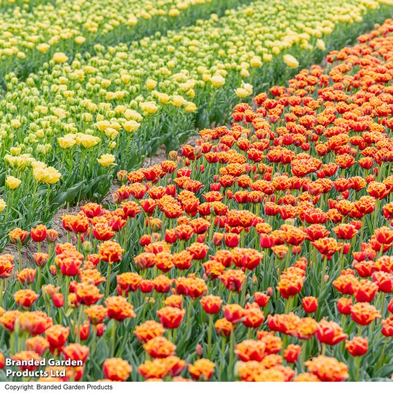 Tulip 'Flames of Passion'