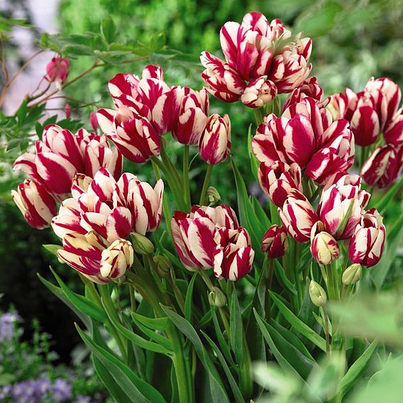 Tulip 'Flaming Club'