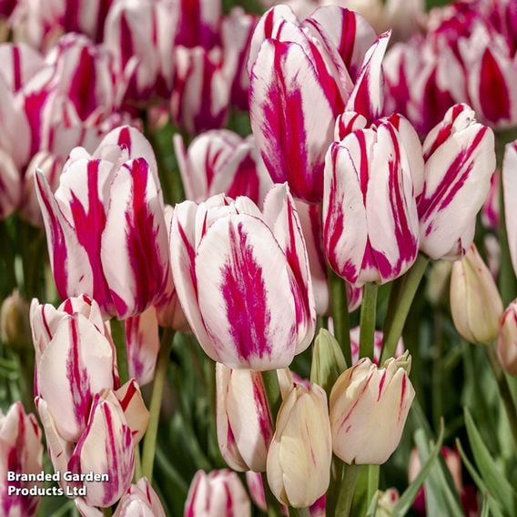 Tulip 'Flaming Club'