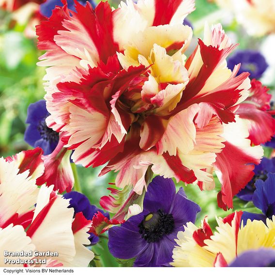 Tulip 'Flaming Parrot'