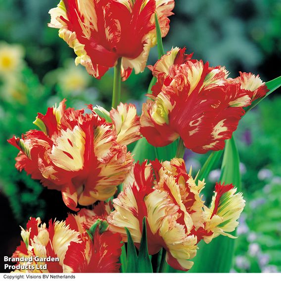 Tulip 'Flaming Parrot'