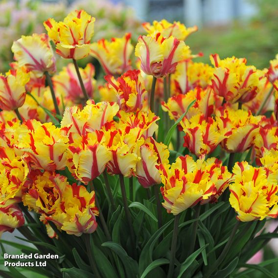 Tulip 'Flaming Parrot'