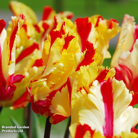 Tulip 'Flaming Parrot'