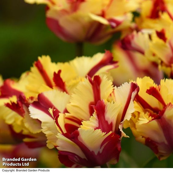 Tulip 'Flaming Parrot'